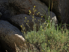 Descurainia californica