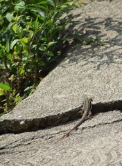 Aspidoscelis mexicanus