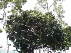 Syzygium zeylanicum