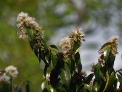Syzygium zeylanicum