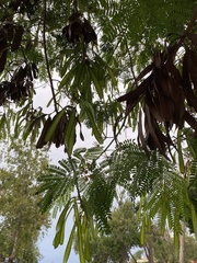 Leucaena leucocephala
