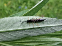 Phylloecus xanthostoma