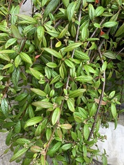 Cotoneaster salicifolius