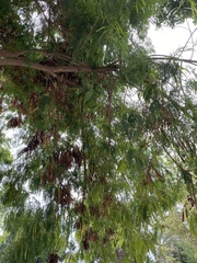 Leucaena leucocephala