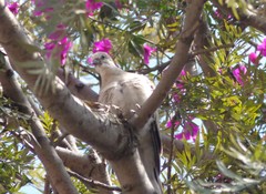 Columbina inca