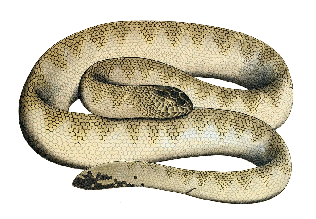 Hardwicke's Spine-Bellied Seasnake