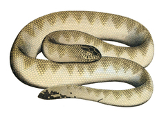 Hardwicke's Spine-Bellied Seasnake photo 1