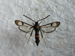 Synanthedon culiciformis