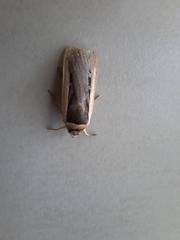 Ochropleura leucogaster