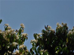 Syzygium zeylanicum