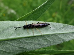 Phylloecus xanthostoma