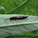 Meadowsweet Stem-Sawfly - Photo (c) Екатерина Войнова, some rights reserved (CC BY), uploaded by Екатерина Войнова
