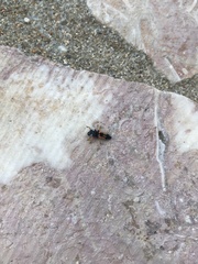 Harmonia axyridis