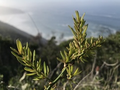 Asparagus densiflorus