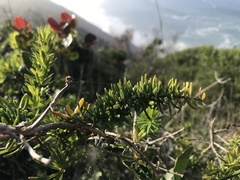 Asparagus densiflorus