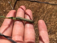 Euchloe ausonia