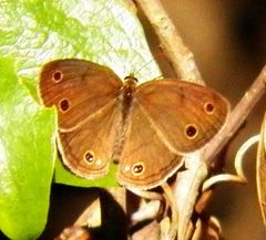 Megisto cymela cymela