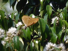 Phalanta phalantha phalantha