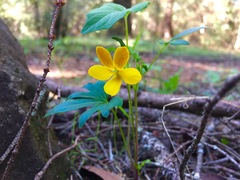 Viola lobata