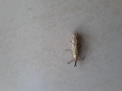 Chrysocrambus