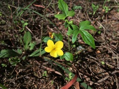 Viola lobata