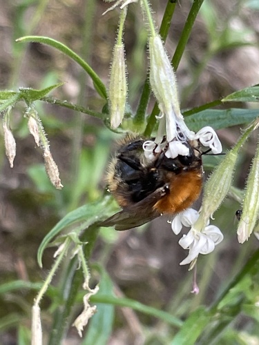 Brown-banded Carder-Bumble bee