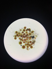 Haematococcus lacustris