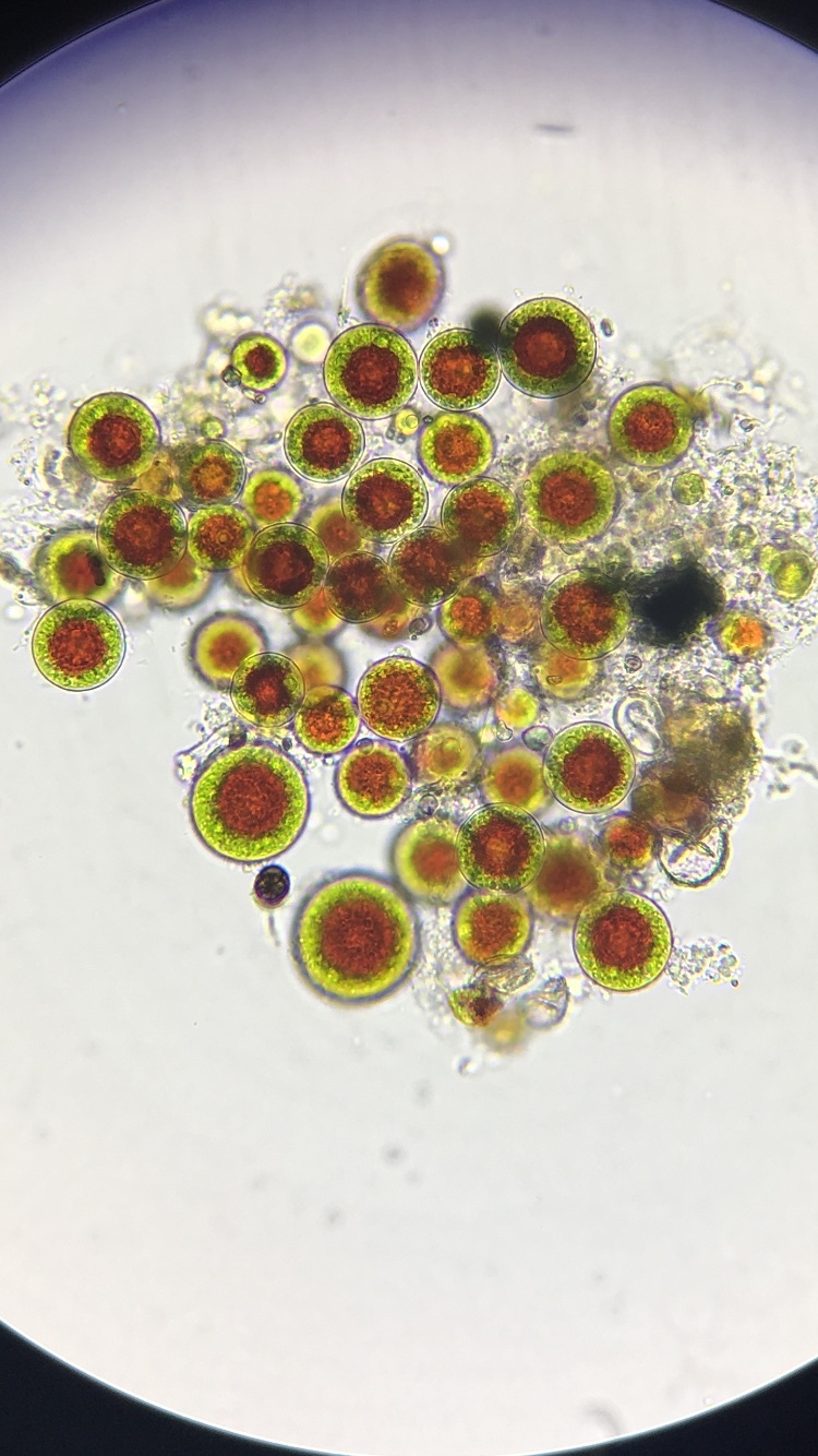 Haematococcaceae