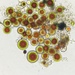 Haematococcus pluvialis - Photo (c) Erin Moise, algunos derechos reservados (CC BY-NC), subido por Erin Moise