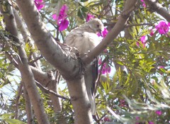 Columbina inca
