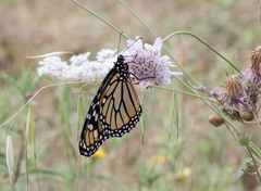 Danaus plexippus