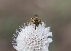 Anthophila