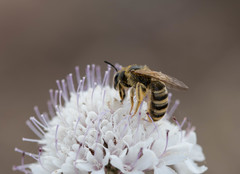 Anthophila