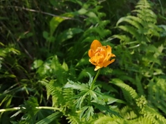 Trollius asiaticus