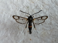 Synanthedon culiciformis