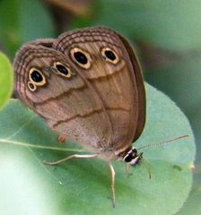 Megisto cymela cymela