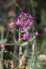 Centaurium