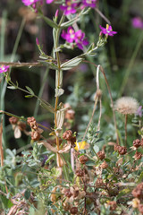 Centaurium