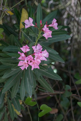 Nerium oleander