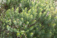 Daphne gnidium