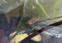 Sphaerichthys osphromenoides