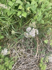 Achillea millefolium