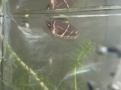 Sphaerichthys osphromenoides