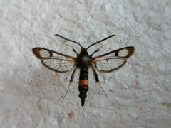 Synanthedon culiciformis