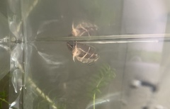 Sphaerichthys osphromenoides