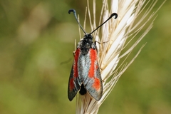 Zygaena punctum