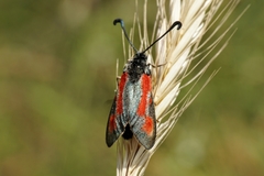 Zygaena punctum