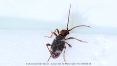 Ptinus japonicus