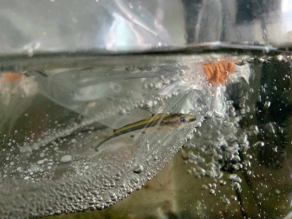 Yellow glass catfish (Hyalobagrus flavus) — Bagridae