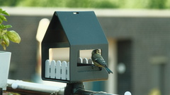 Cyanistes caeruleus caeruleus